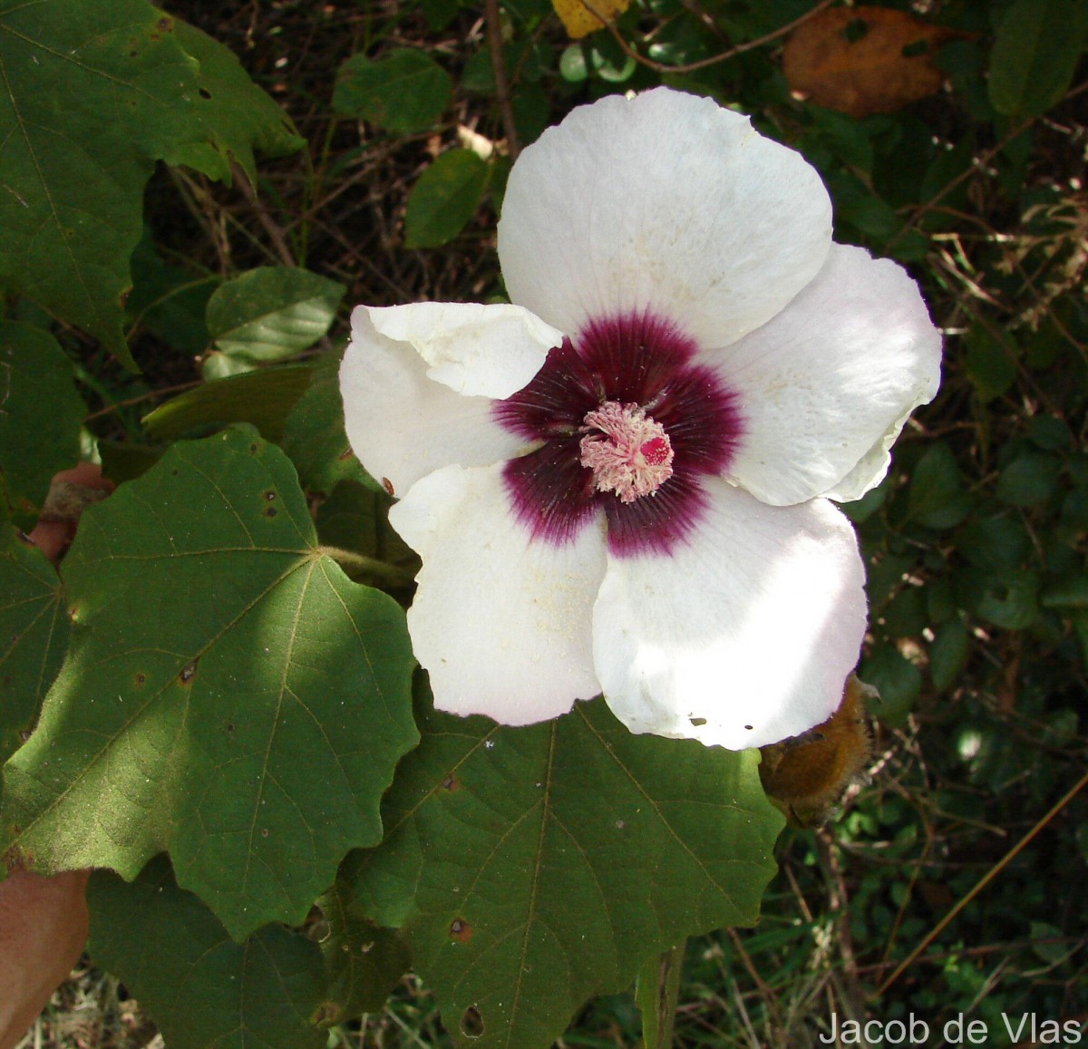 Hibiscus platanifolius (Willd.) Sweet